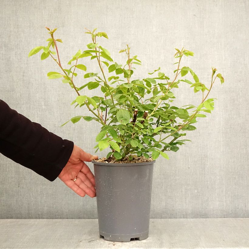 Spécimen de Rosier grimpant Sourire d'Orchidée Pot de 4L/5L tel que livré au printemps
