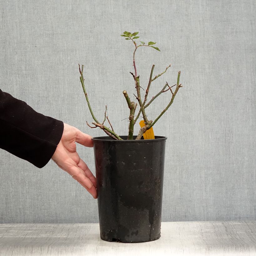 Spécimen de Rosier grimpant Sympathie Pot de 4L/5L tel que livré en hiver