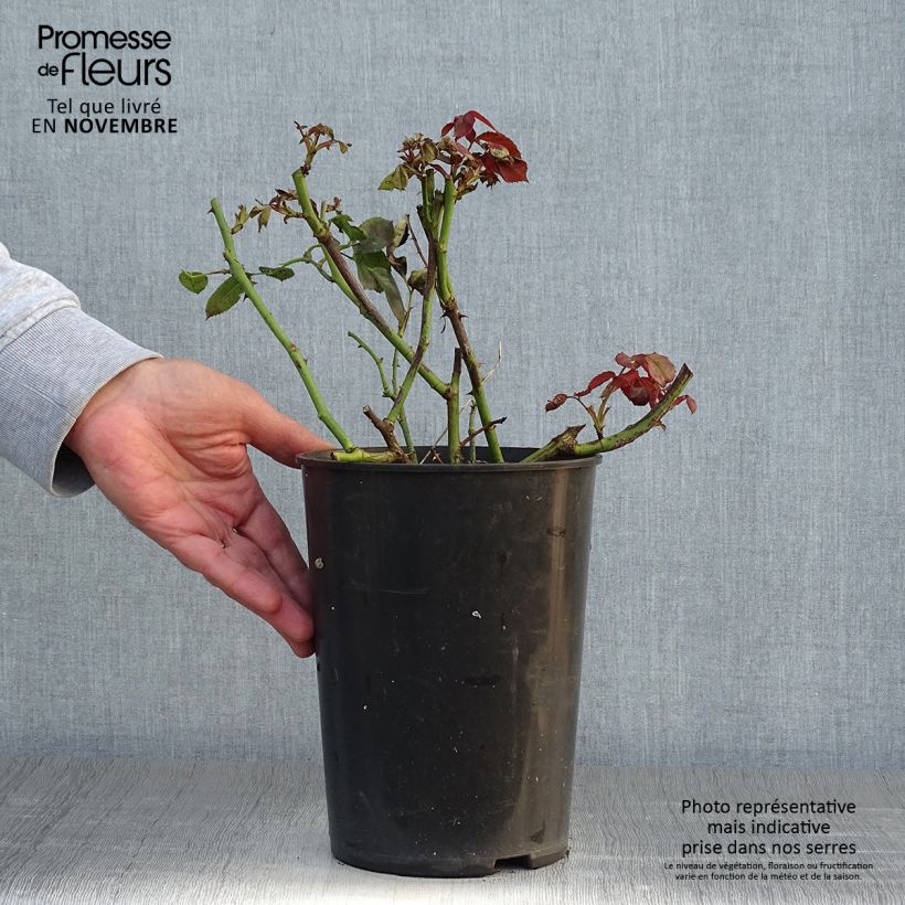 Spécimen de Rosier grimpant That's Jazz Pot de 4L/5L tel que livré en automne