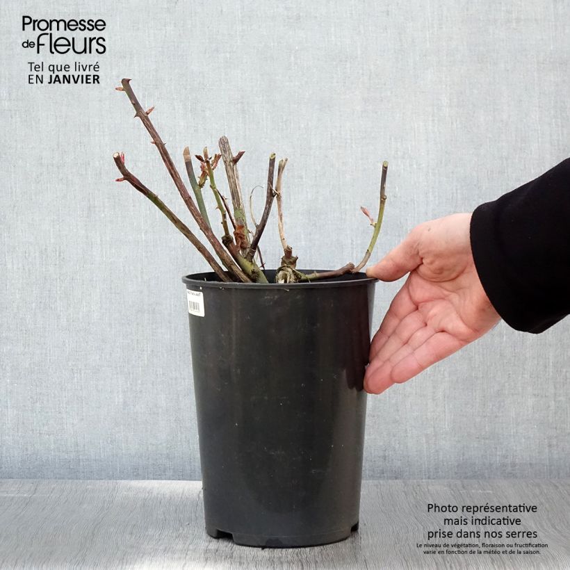 Spécimen de Rosier grimpant That's Jazz Pot de 4L/5L tel que livré en hiver
