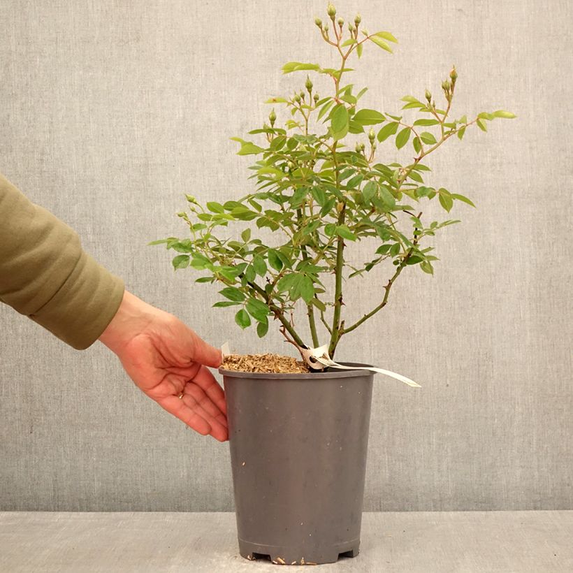 Spécimen de Rosier grimpant Trier Pot de 4L/5L tel que livré au printemps