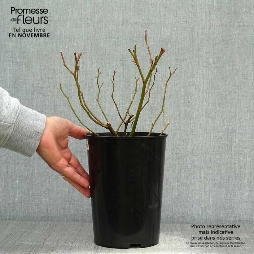 Spécimen de Rosier grimpant Veilchenblau Pot de 4L/5L tel que livré en automne
