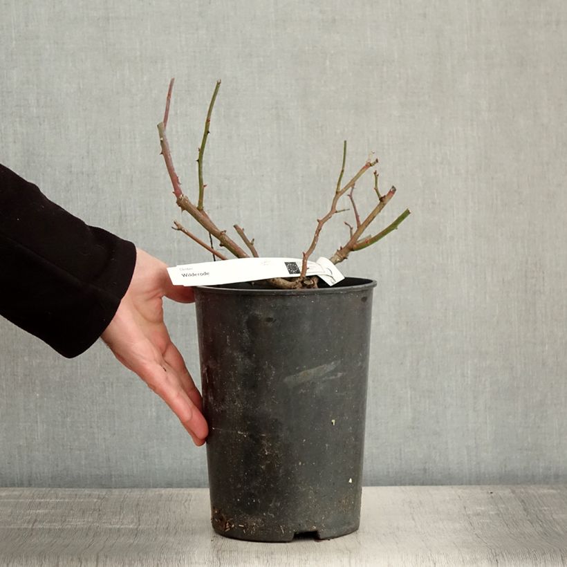 Spécimen de Rosier grimpant Wilderode Pot de 4L/5L tel que livré en hiver