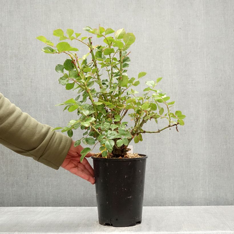 Spécimen de Rosier grimpant Zephyr Pot de 4L/5L tel que livré au printemps