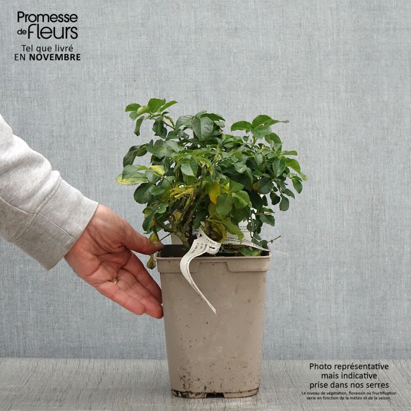 Spécimen de Rosier Jardin des Tuileries - Rosier buisson à fleurs groupées Pot de 3L/4L tel que livré en automne