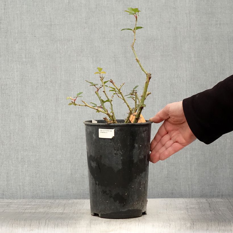 Spécimen de Rosier Jubilé du Prince de Monaco Pot de 4L/5L tel que livré en hiver