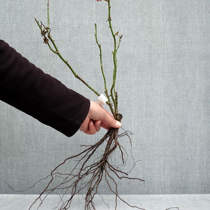 Spécimen de Rosier Jubilé du Prince de Monaco Racines nues tel que livré en hiver