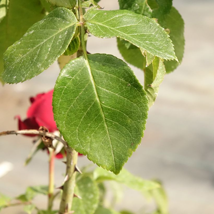 Rosier Leo Ferré (Feuillage)