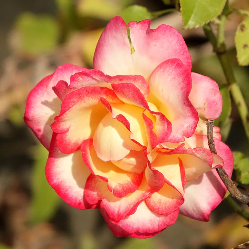 Rosier Leo Ferré (Floraison)