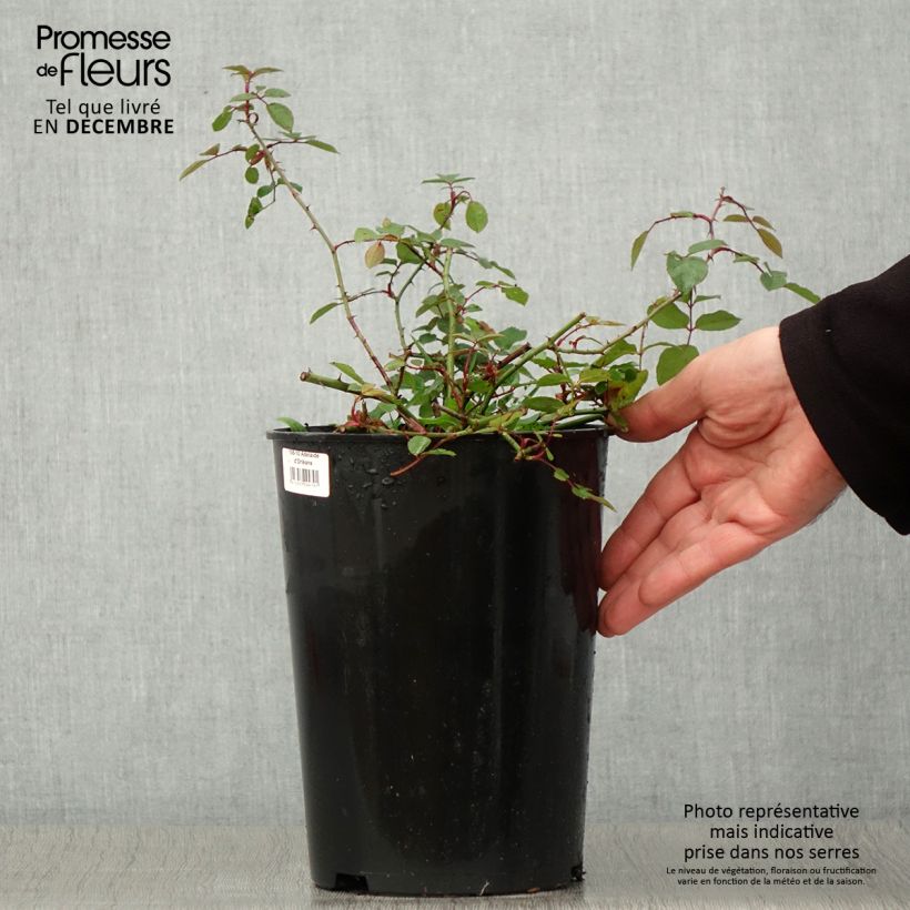 Spécimen de Rosier liane Adélaïde d’Orléans Pot de 4L/5L tel que livré en automne