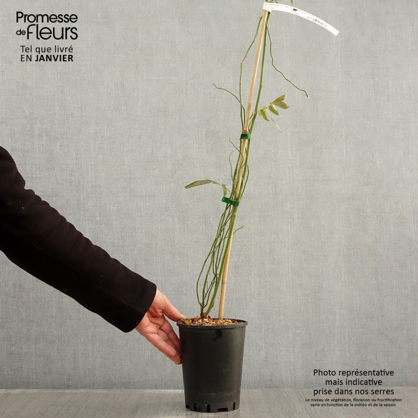 Spécimen de Rosier liane banksiae Purezza Pot de 2L/3L tel que livré en hiver