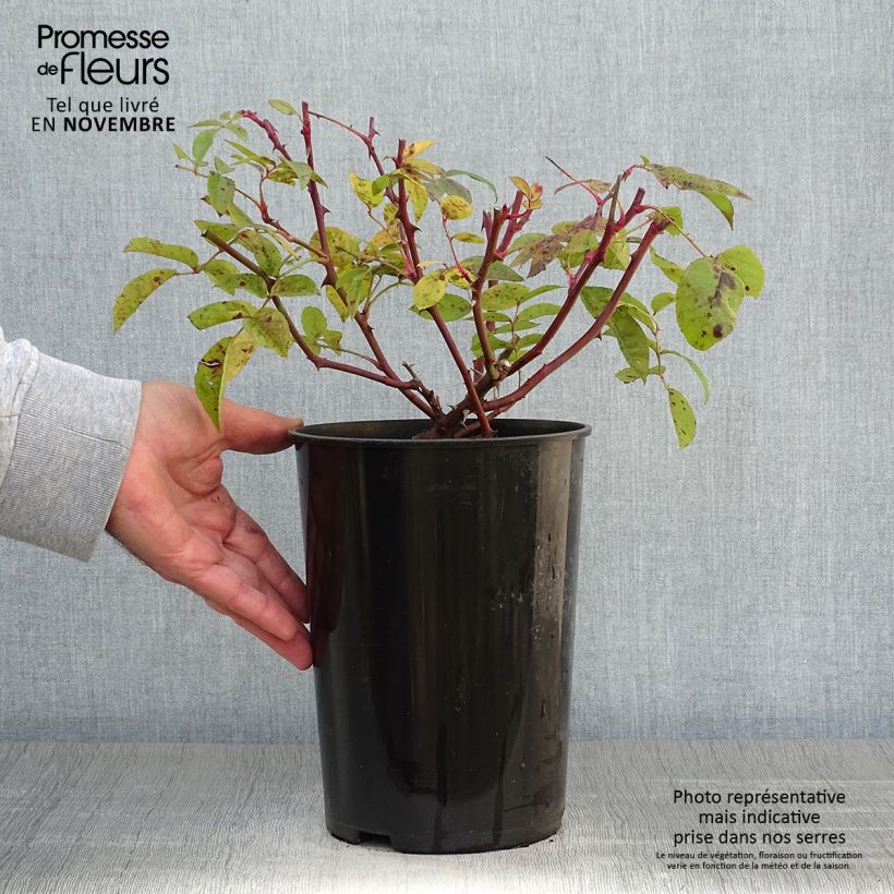Spécimen de Rosier liane Bobbie James Pot de 4L/5L tel que livré en automne