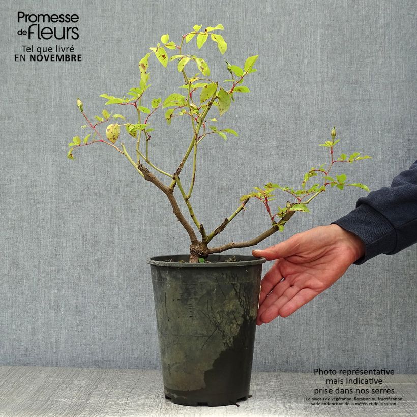 Spécimen de Rosier liane filipes Kiftsgate Pot de 4L/5L tel que livré en automne