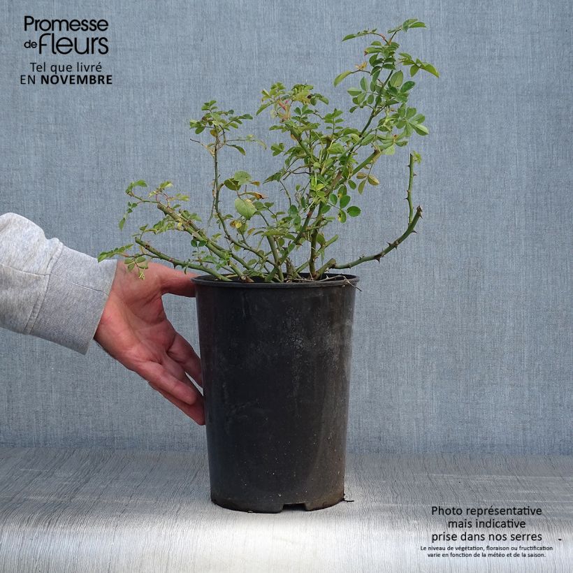 Spécimen de Rosier liane Kew Rambler Pot de 4L/5L tel que livré en automne