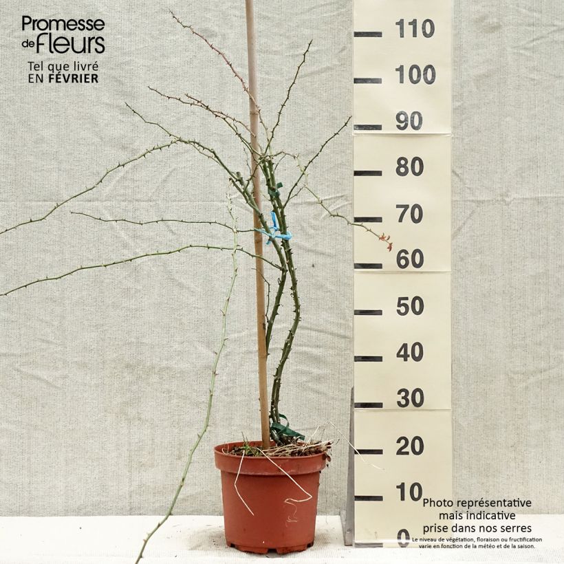 Spécimen de Rosier liane Kew Rambler Pot de 4L/5L tel que livré en hiver
