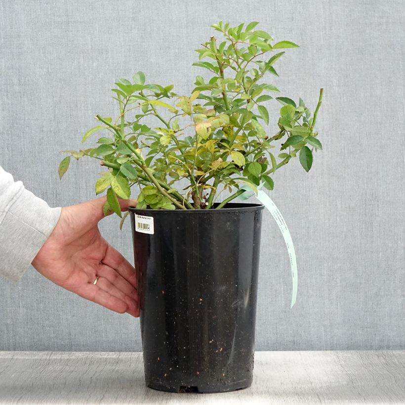 Spécimen de Rosier liane Maria Lisa Pot de 4L/5L tel que livré en automne