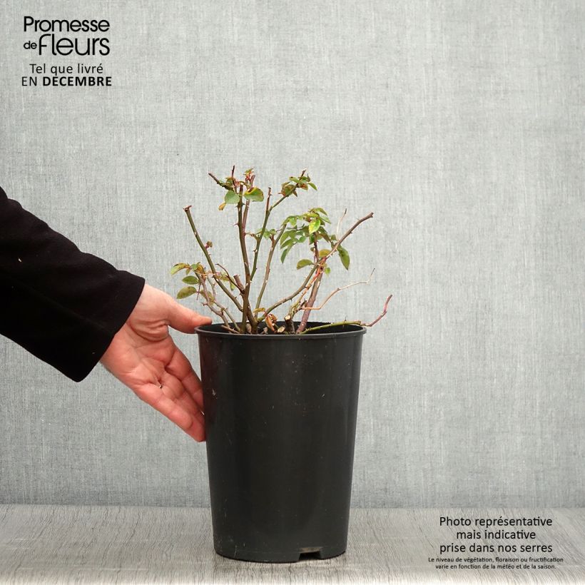 Spécimen de Rosier liane Paul Noel Pot de 4L/5L tel que livré en automne