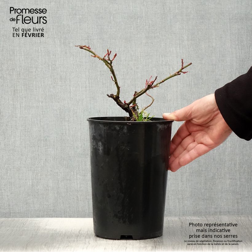 Spécimen de Rosier liane Paul Noel Pot de 4L/5L tel que livré en hiver