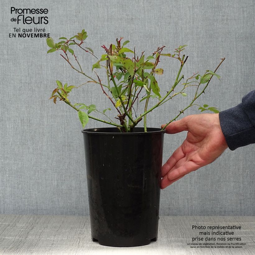 Spécimen de Rosier liane Paul's Himalayan Musk Pot de 4L/5L tel que livré en automne