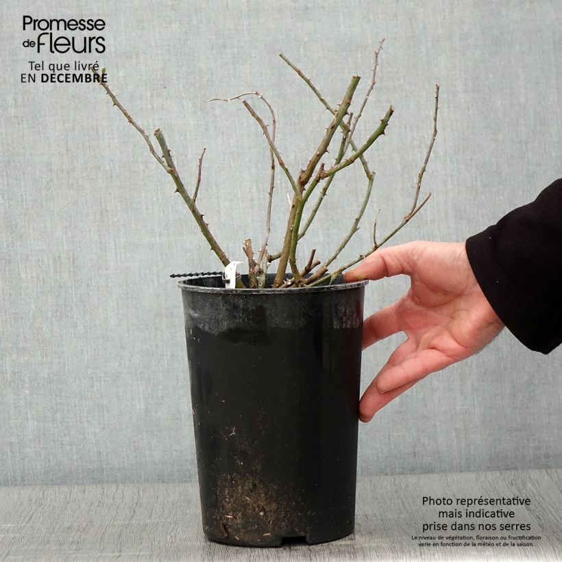 Spécimen de Rosier liane Rambling Rector Pot de 4L/5L tel que livré en automne