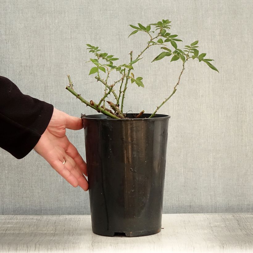 Spécimen de Rosier liane Rambling Rector Pot de 4L/5L tel que livré en hiver