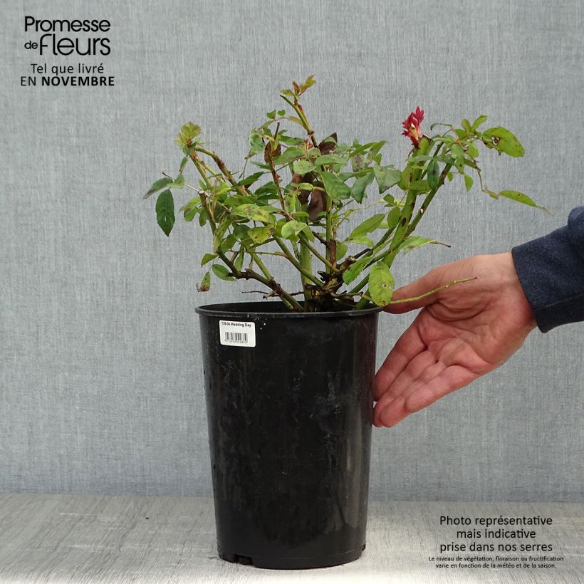 Spécimen de Rosier liane Wedding Day Pot de 4L/5L tel que livré en automne