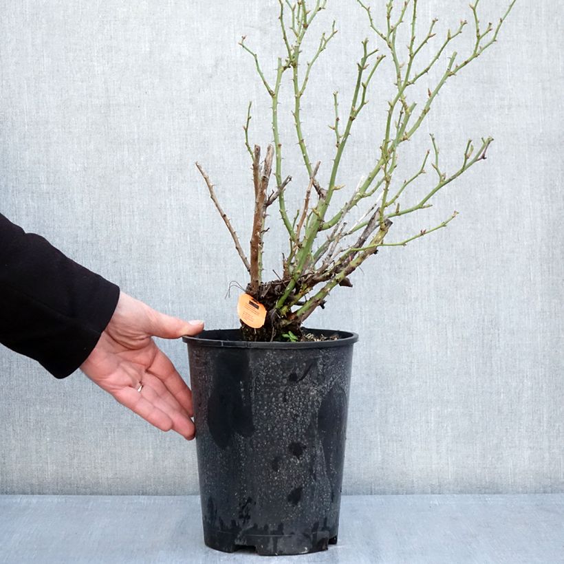 Spécimen de Rosier miniature Belle Symphonie Pot de 4L/5L tel que livré en hiver