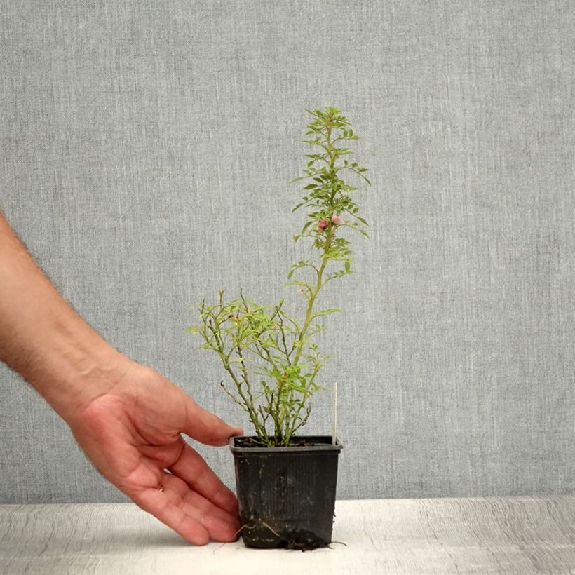 Spécimen de Rosier miniature Cutie Pie Godet de 8/9 cm tel que livré en été