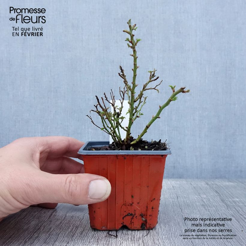 Spécimen de Rosier miniature Cutie Pie Godet de 8/9 cm tel que livré en hiver