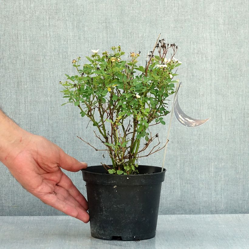 Spécimen de Rosier miniature Galaxy Arcturus Pot de 1,5L/2L tel que livré en été