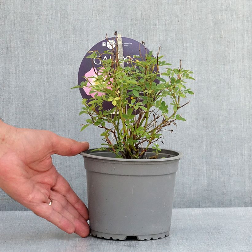 Spécimen de Rosier miniature Galaxy Vega Pot de 1,5L/2L tel que livré en été