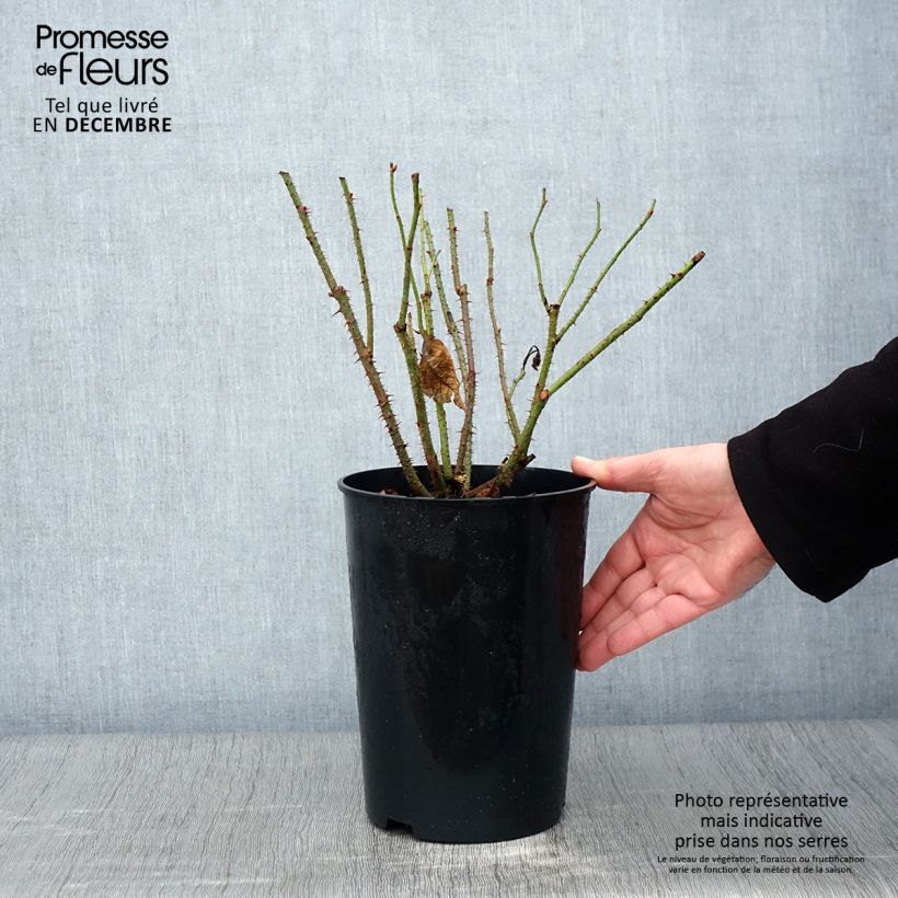 Spécimen de Rosier ancien Mme Boll Pot de 4L/5L tel que livré en automne
