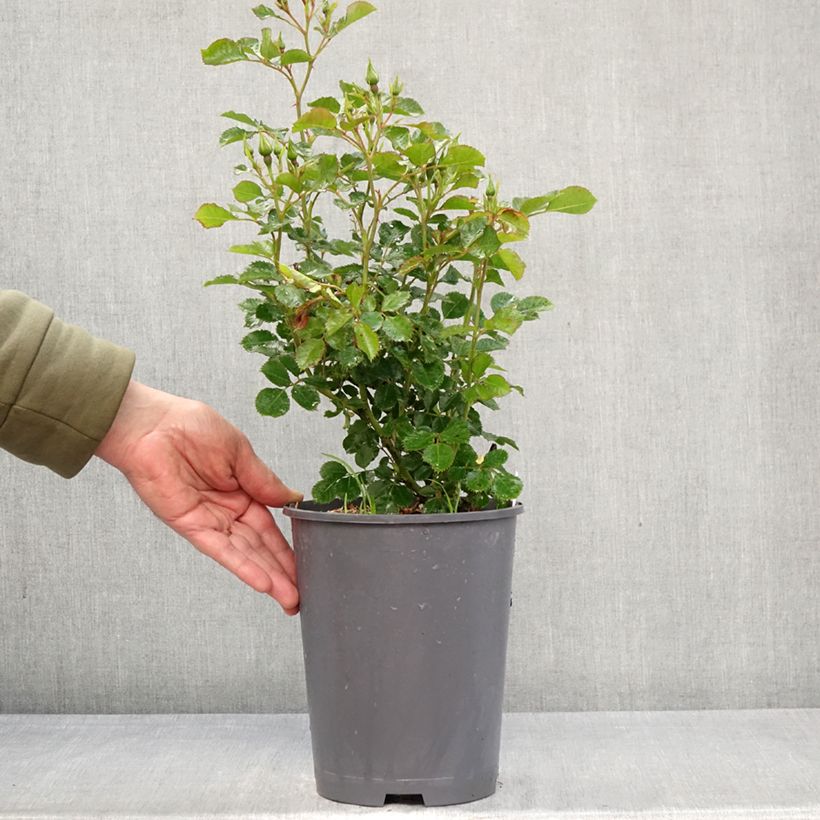 Spécimen de Rosier nain Aria Babylon Eyes Pot de 4L/5L tel que livré au printemps