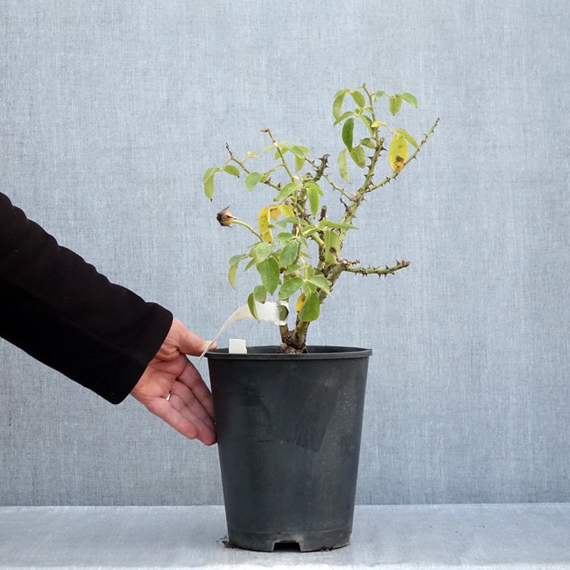 Spécimen de Rosier nain Bordure d'Or Pot de 2L/3L tel que livré en automne