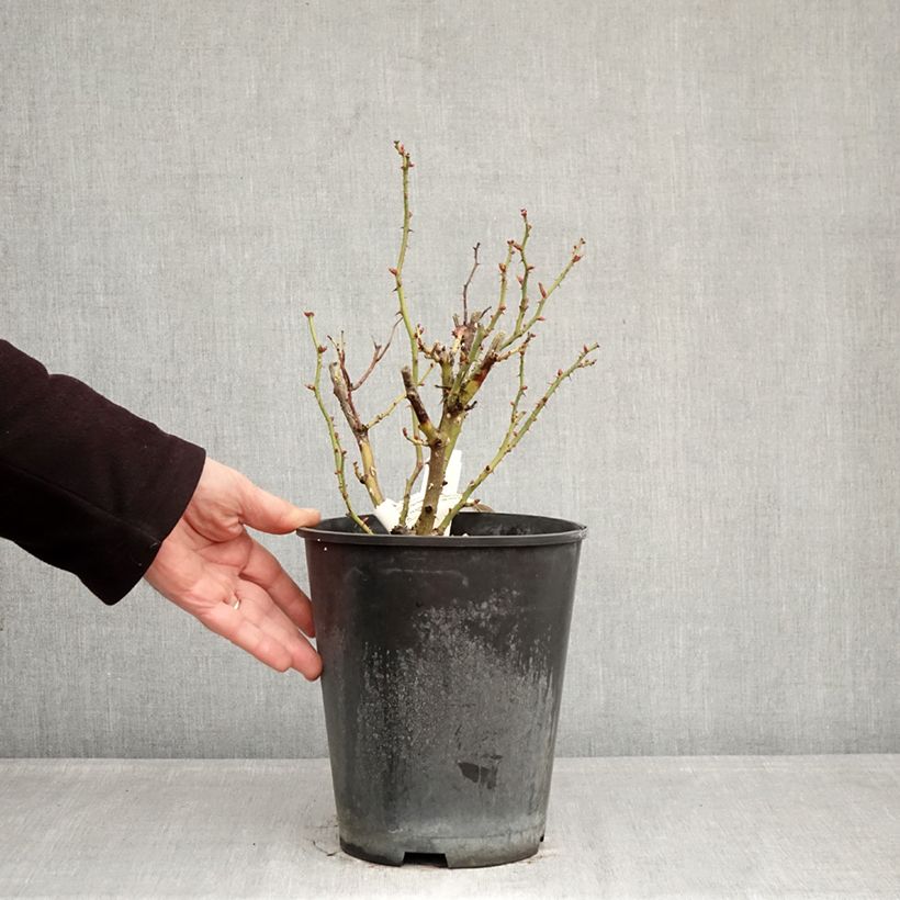 Spécimen de Rosier nain Bordure Nacrée Pot de 4L/5L tel que livré en hiver