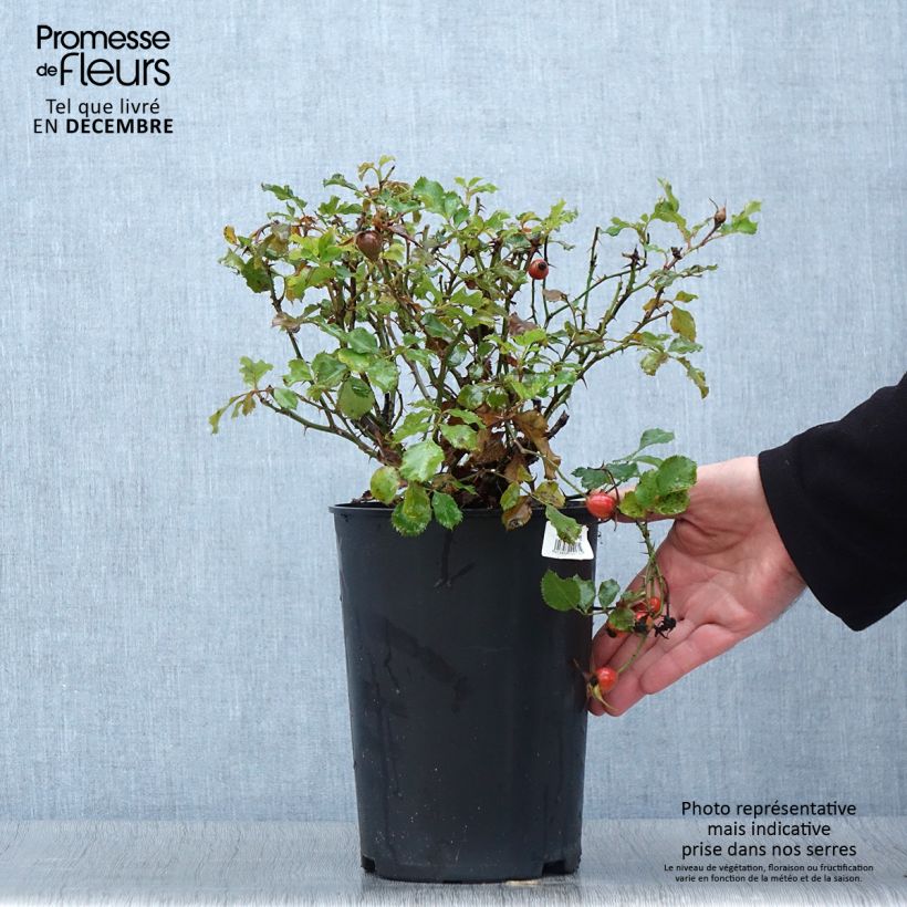 Spécimen de Rosier nain Cream Babylon Eyes Pot de 4L/5L tel que livré en automne