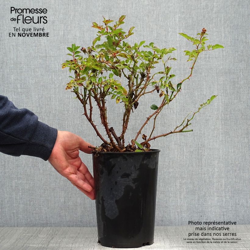 Spécimen de Rosier nain Fancy Babylon Eyes  Pot de 4L/5L tel que livré en automne