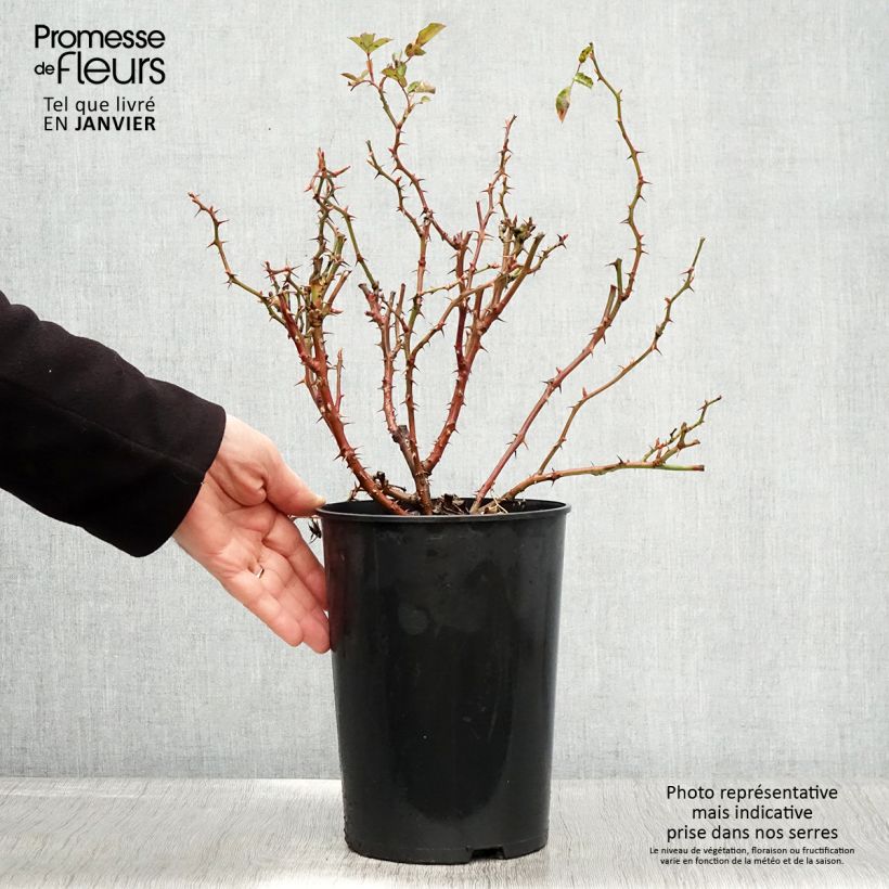 Spécimen de Rosier nain Fancy Babylon Eyes  Pot de 4L/5L tel que livré en hiver