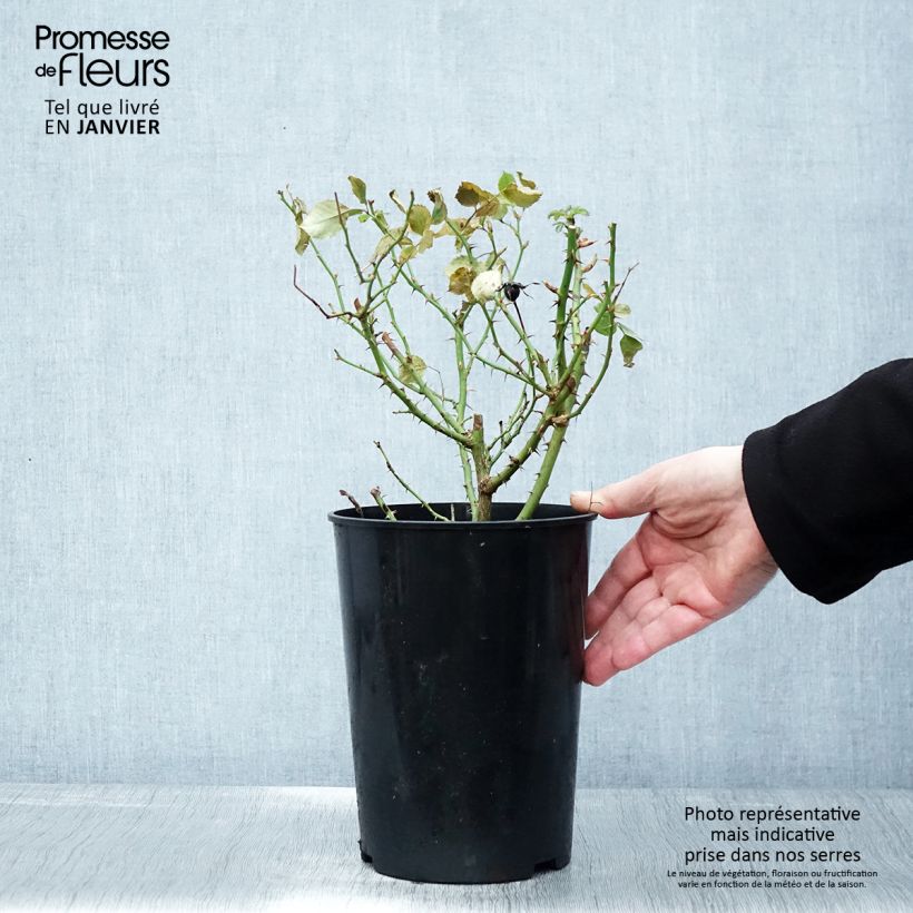 Spécimen de Rosier nain Glorious Babylon Eyes  Pot de 4L/5L tel que livré en hiver