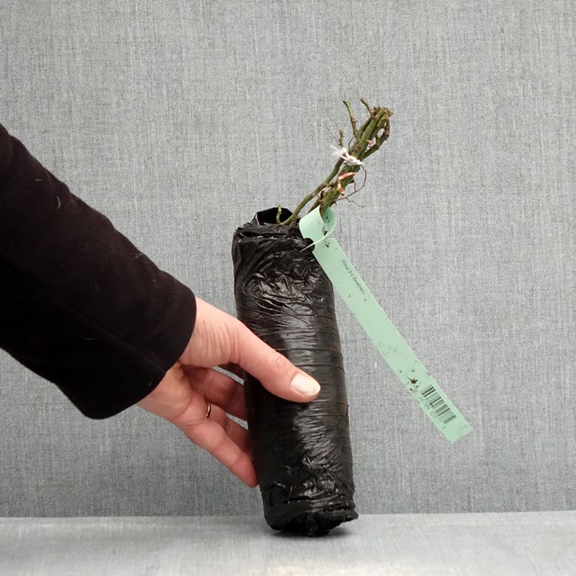 Spécimen de Rosier nain Lilliputs Roxy Racines nues en motte tel que livré en hiver