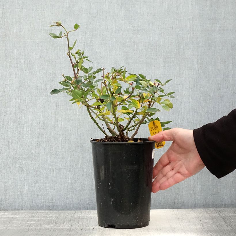 Spécimen de Rosier nain Little Sunset Pot de 3L/4L, 25/30 tel que livré en automne