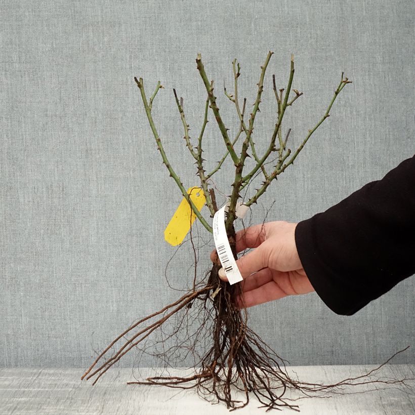 Spécimen de Rosier nain Little Sunset Racines nues tel que livré en hiver