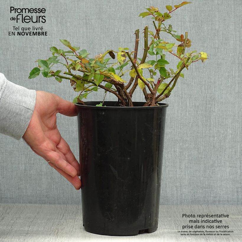 Spécimen de Rosier nain Maestro Babylon Eyes Pot de 4L/5L tel que livré en automne