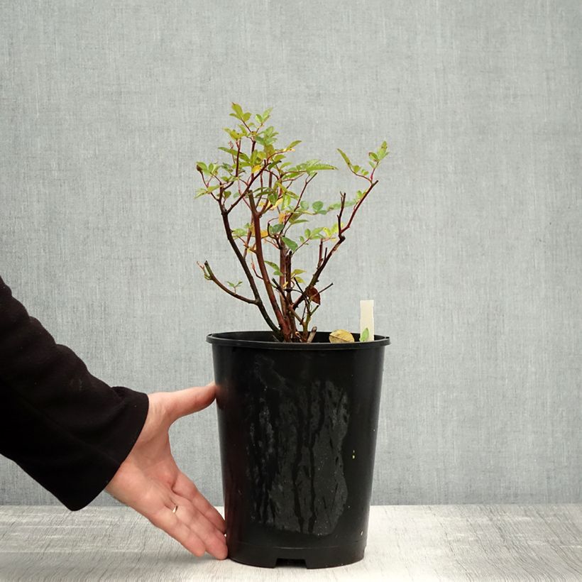 Spécimen de Rosier nain ou miniature Fête des Pères  Pot de 3L/4L tel que livré en automne