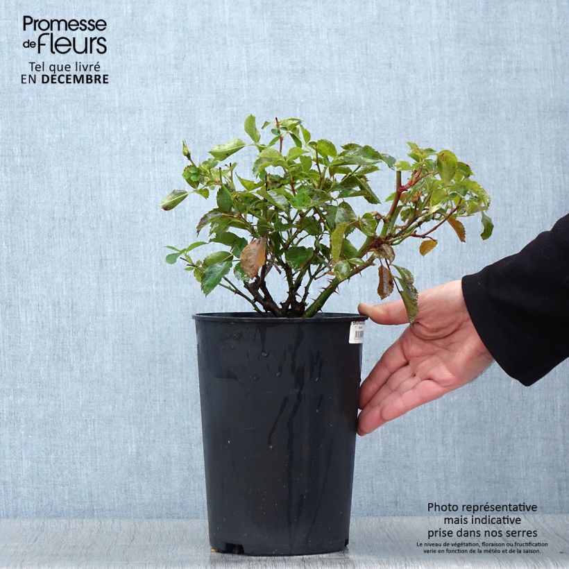 Spécimen de Rosier nain Pastel Babylon Eyes Pot de 4L/5L tel que livré en automne