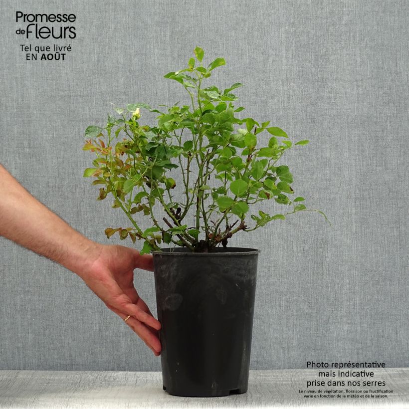 Spécimen de Rosier nain Pastel Babylon Eyes Pot de 4L/5L tel que livré en été