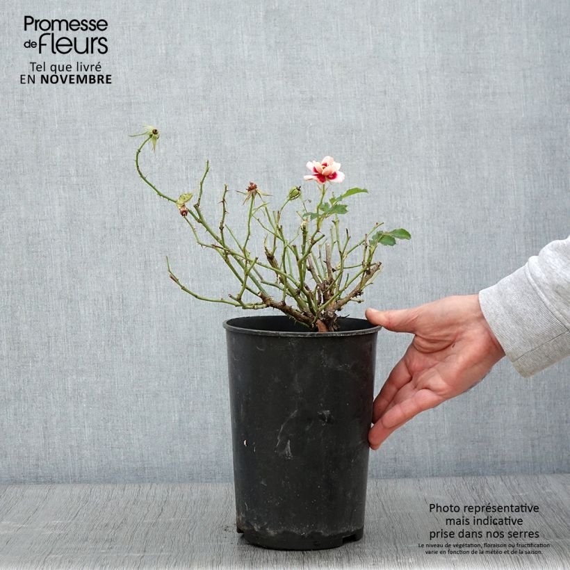 Spécimen de Rosier nain Queen Babylon Eyes Pot de 4L/5L tel que livré en automne