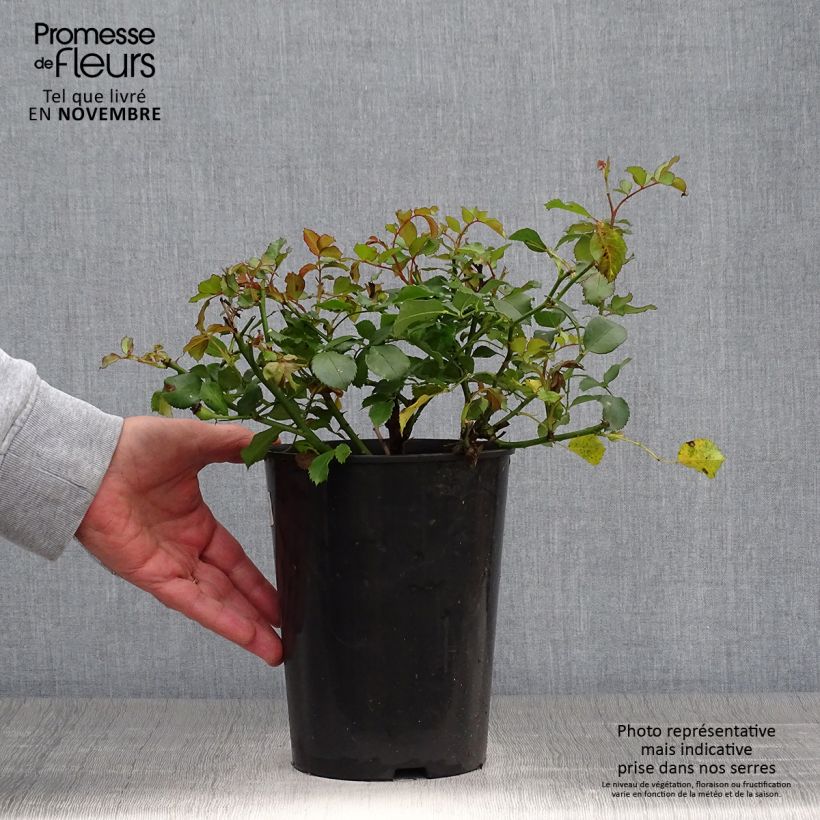 Spécimen de Rosier nain Schneeküsschen  Pot de 2L/3L tel que livré en automne