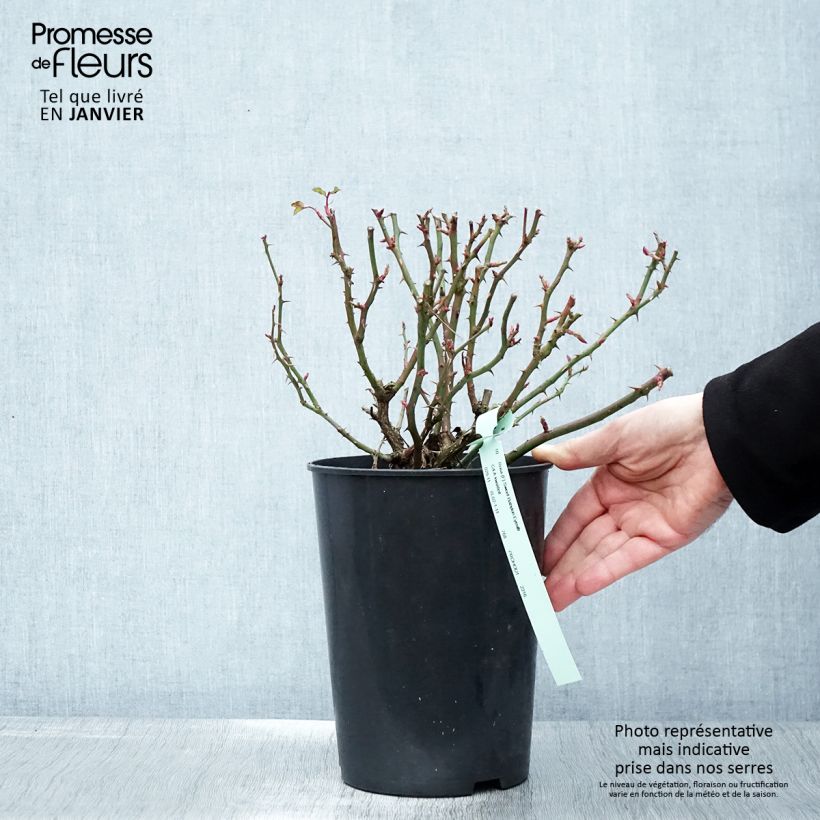 Spécimen de Rosier nain Sweet Babylon Eyes Pot de 4L/5L tel que livré en hiver