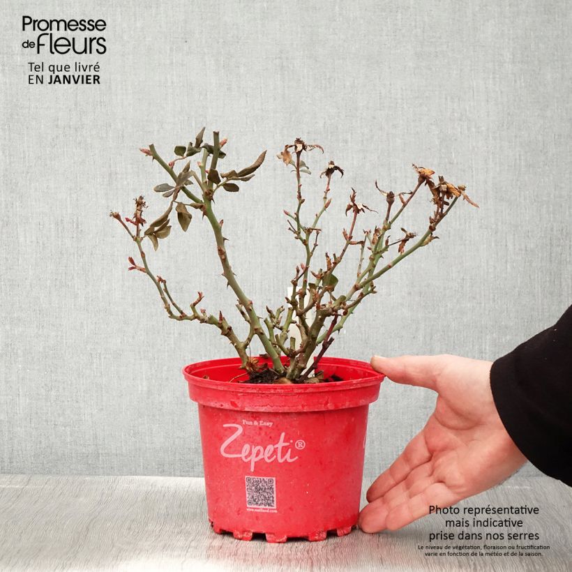 Spécimen de Rosier nain Zepeti  Pot de 3L/4L tel que livré en hiver
